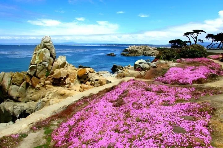 Des fleurs roses éclatantes s’épanouissent sur la côte rocheuse du 17-Mile Drive