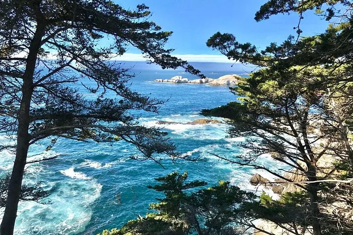 View of the ocean through Monterey Cypress trees along 17-Mile Drive